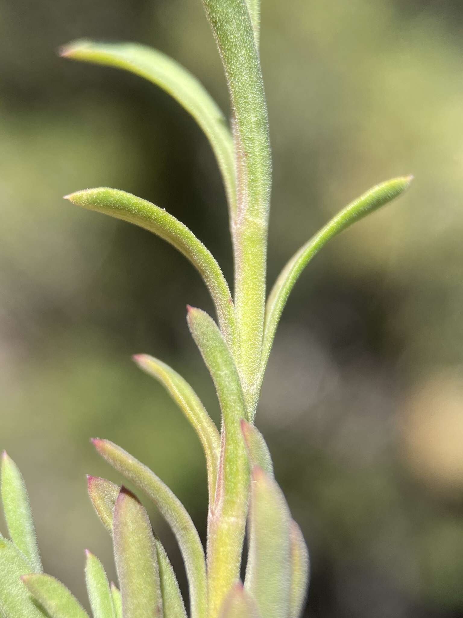 Plancia ëd Penstemon linarioides subsp. sileri (Gray) D. D. Keck