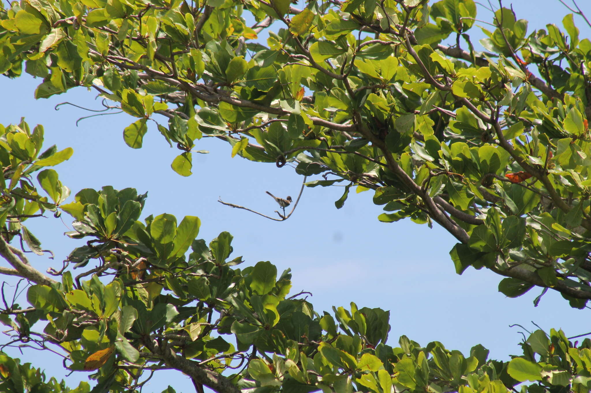 Image of Puerto Rican Flycatcher