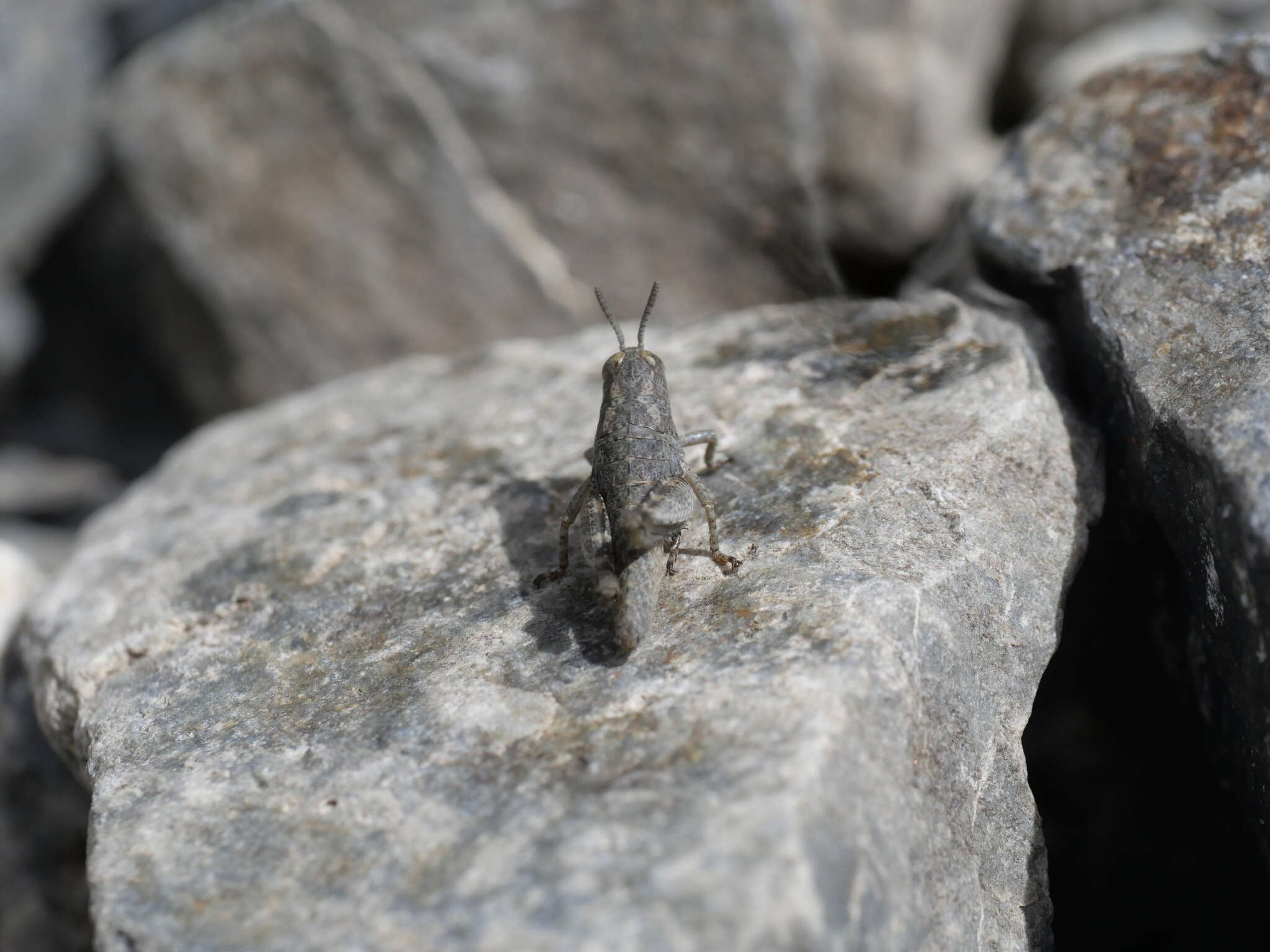 Image de Brachaspis nivalis (Hutton 1898)