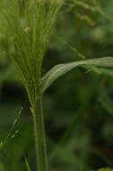 Image of witch grass