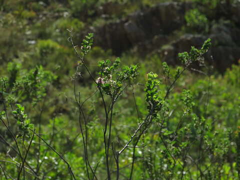 Image of Indigofera superba C. H. Stirt.