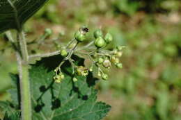 Scrophularia divaricata Ledeb. resmi