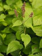 Image of hedge nettle