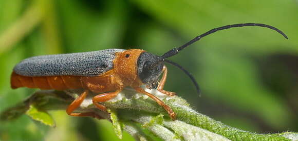 Image of Twin spot longhorn beetle