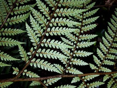 Image of Dicksonia lanata subsp. lanata