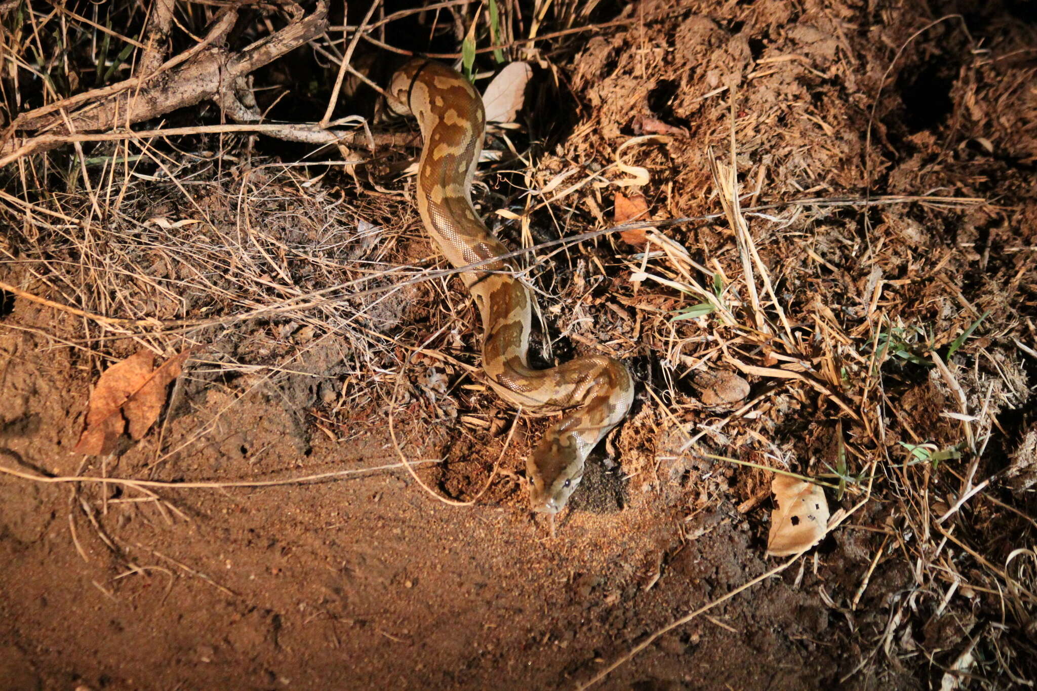 Image of Southern African Python