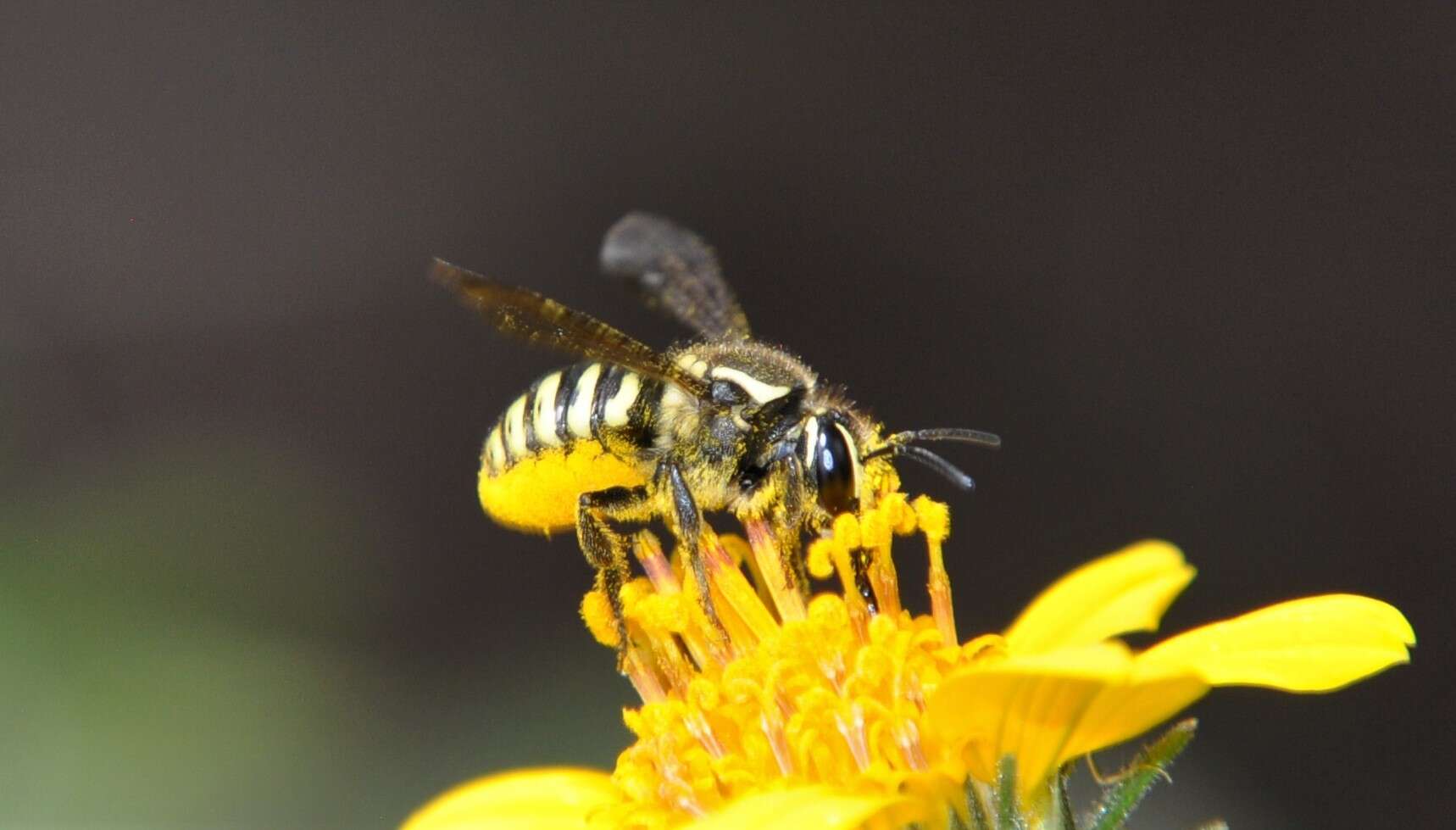 Image of Paranthidium gabbii (Cresson 1878)