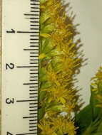 Image de Solidago snarskisii