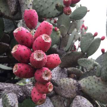 Image of Velvety tree pear