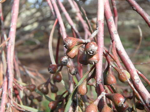 Image of eucalyptus