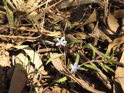 Image of Lobelia pratioides Benth.