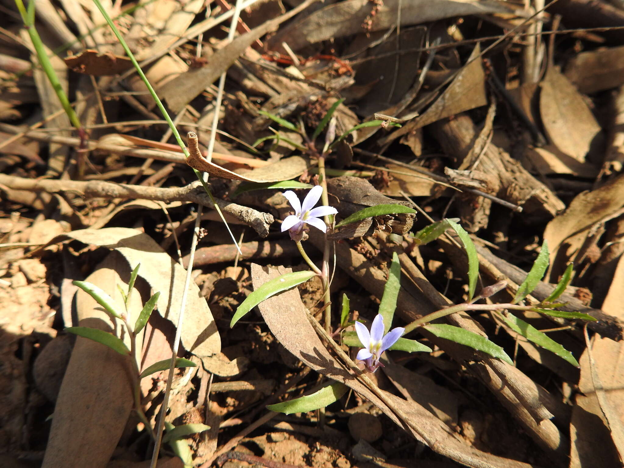 Plancia ëd Lobelia pratioides Benth.