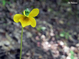 Image of Chilean yellow violet