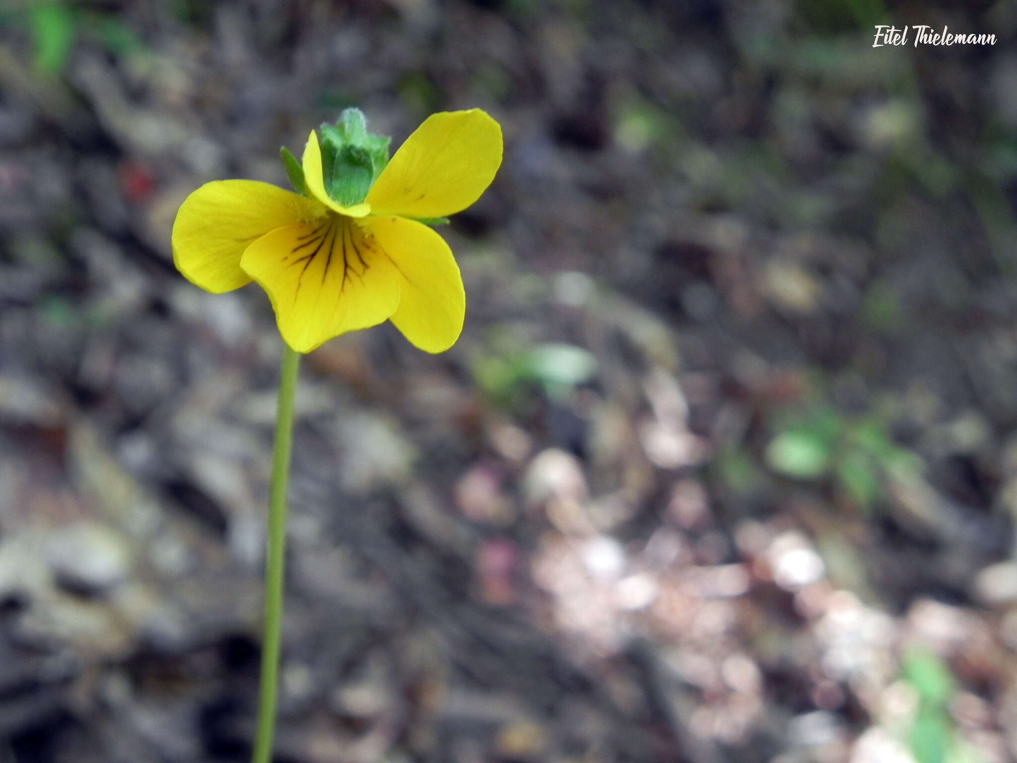 Image of Chilean yellow violet