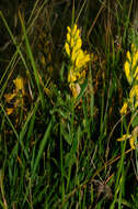 Imagem de Genista tinctoria L.