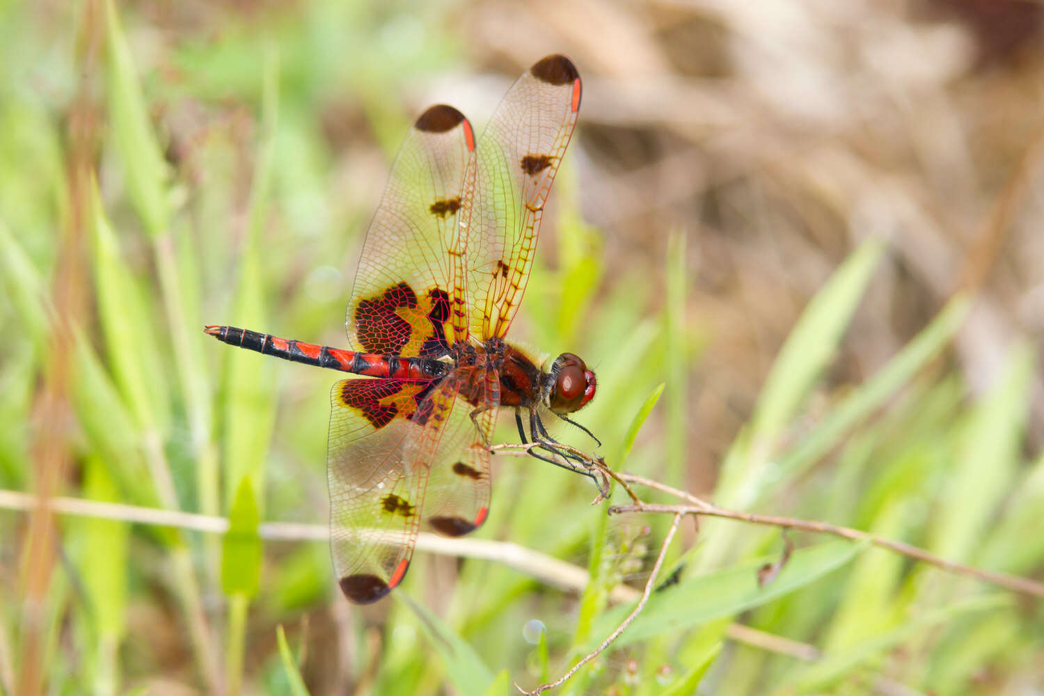 Слика од Celithemis elisa (Hagen 1861)