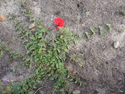 Image de Glandularia peruviana (L.) Small