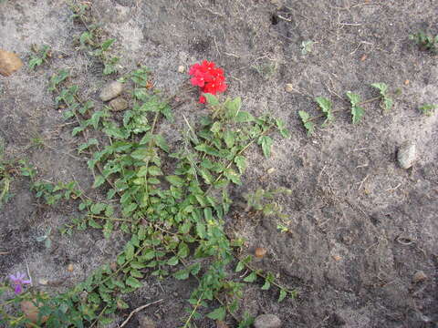 Image de Glandularia peruviana (L.) Small