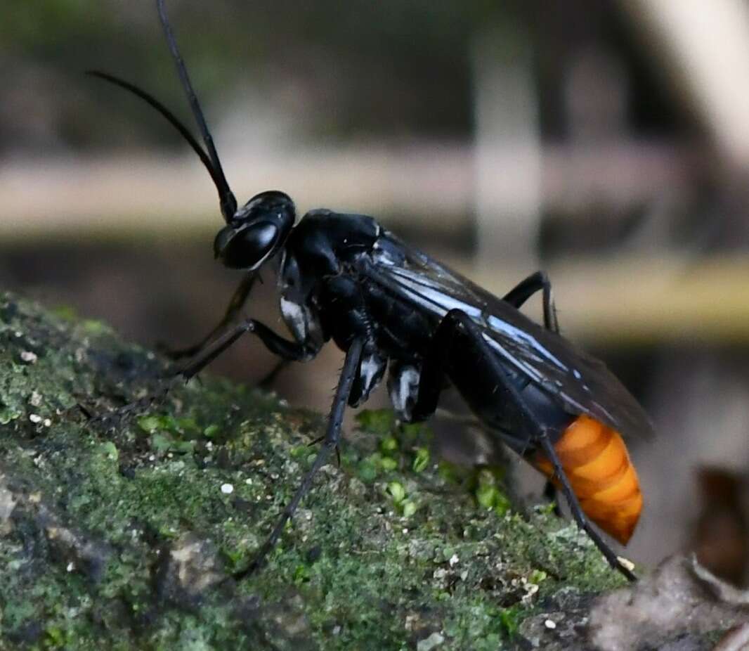 Image of Spider wasp