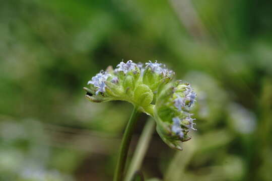 Image of Valerianella costata (Stev.) Betcke