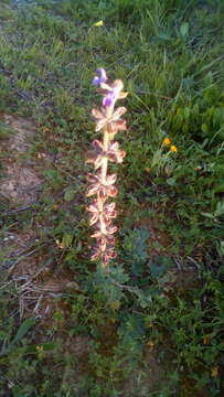 Image of verbena sage