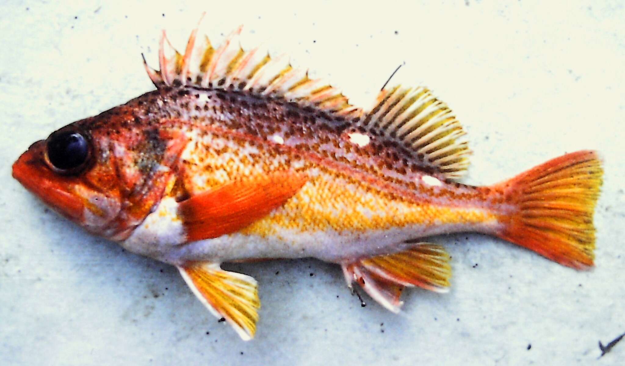 Image of Greenspotted rockfish