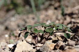 Plancia ëd Clinopodium graveolens subsp. rotundifolium (Pers.) Govaerts