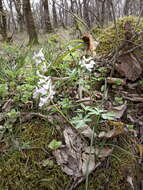 Image de Corydalis tarkiensis Prokh.