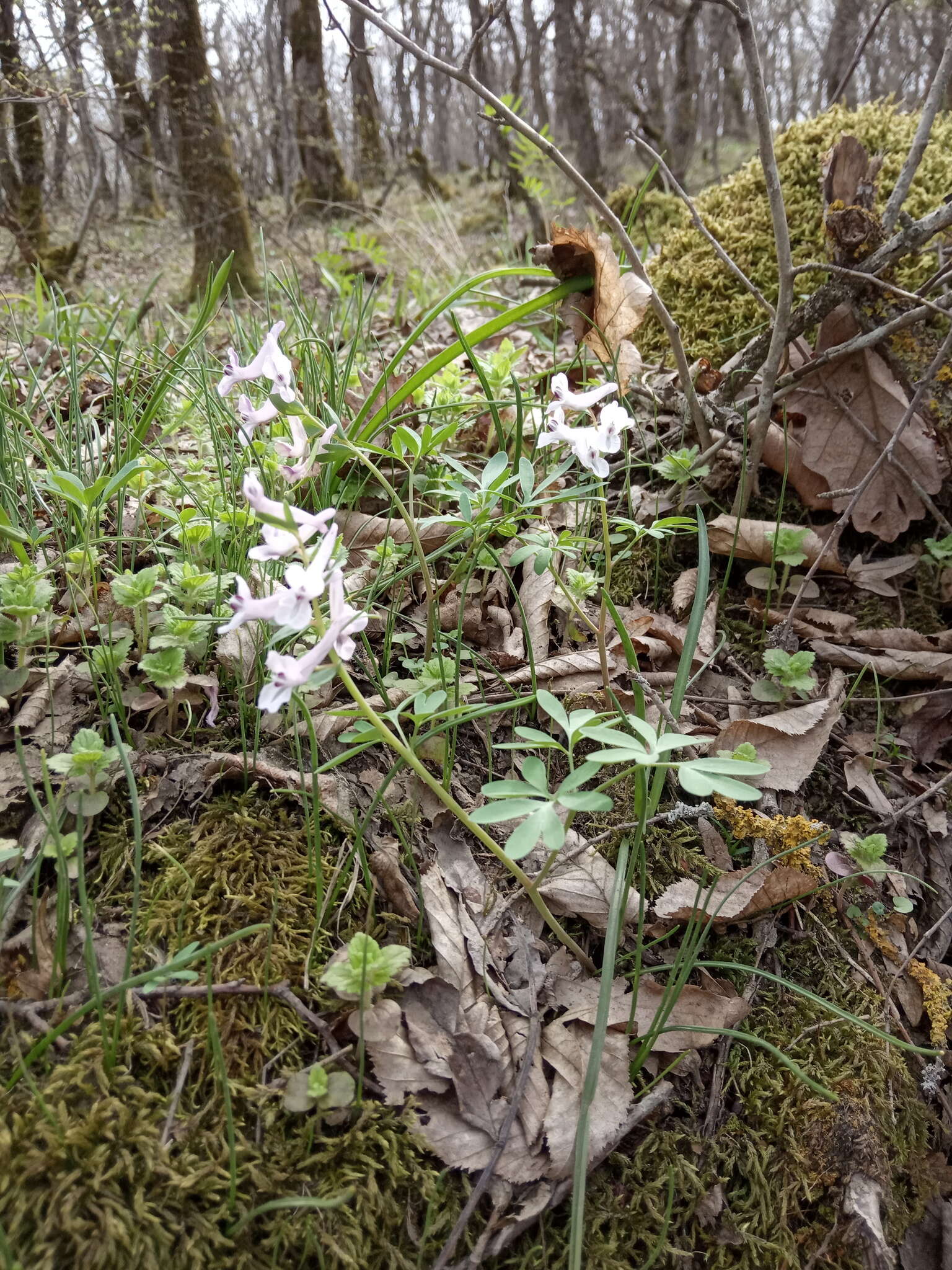 Image de Corydalis tarkiensis Prokh.