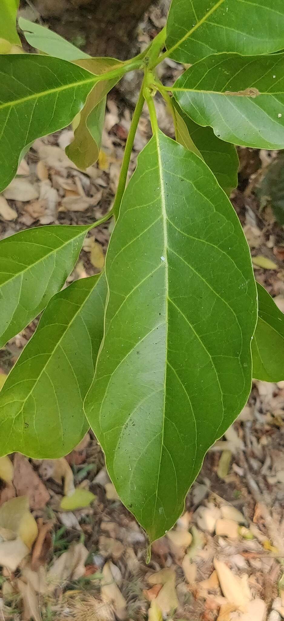 Image de Terminalia bellirica (Gaertn.) Roxb.