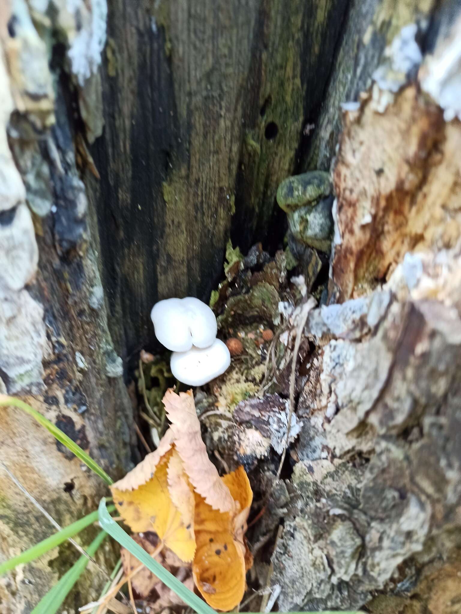 Clitocybe truncicola (Peck) Sacc. 1887 resmi