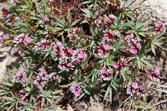 Image of Acantholimon lycopodioides (Girard) Boiss.