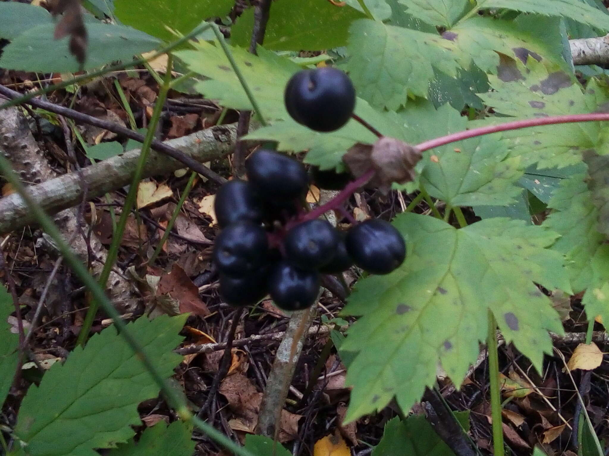 Image of Baneberry