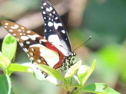 Image de Graphium angolanus (Goeze 1779)