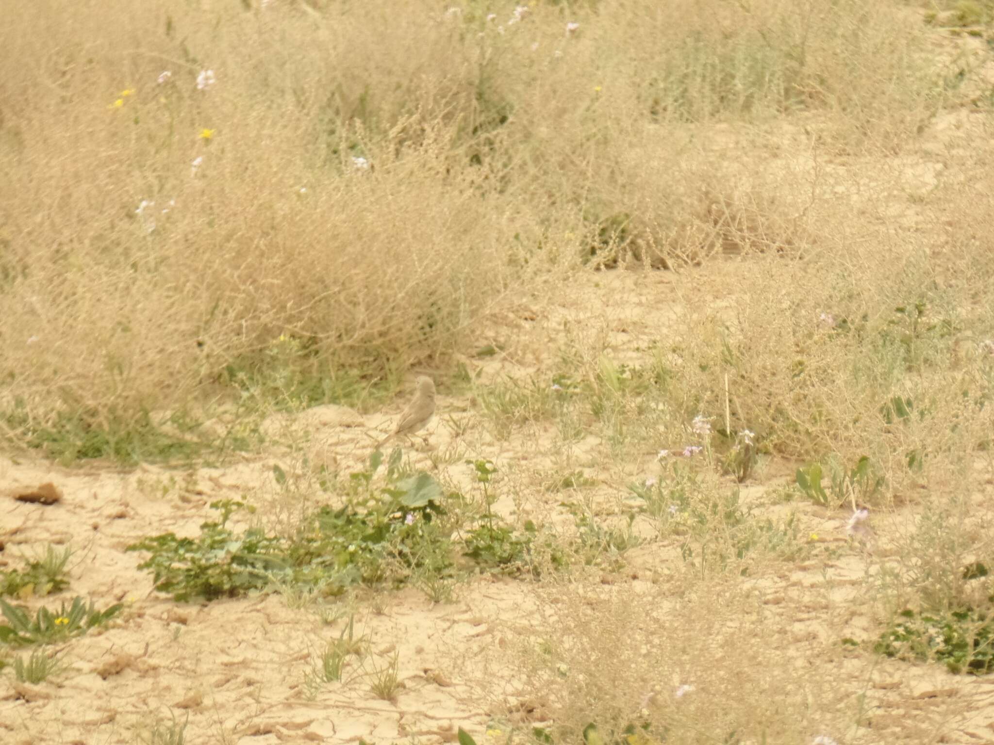 Image of Asian Desert Warbler