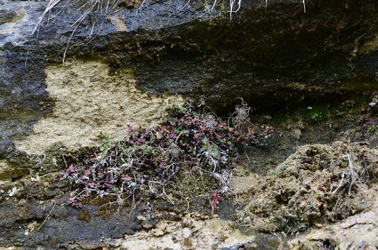 Imagem de Epilobium gracilipes T. Kirk