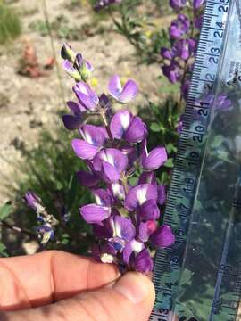 Image of subalpine lupine