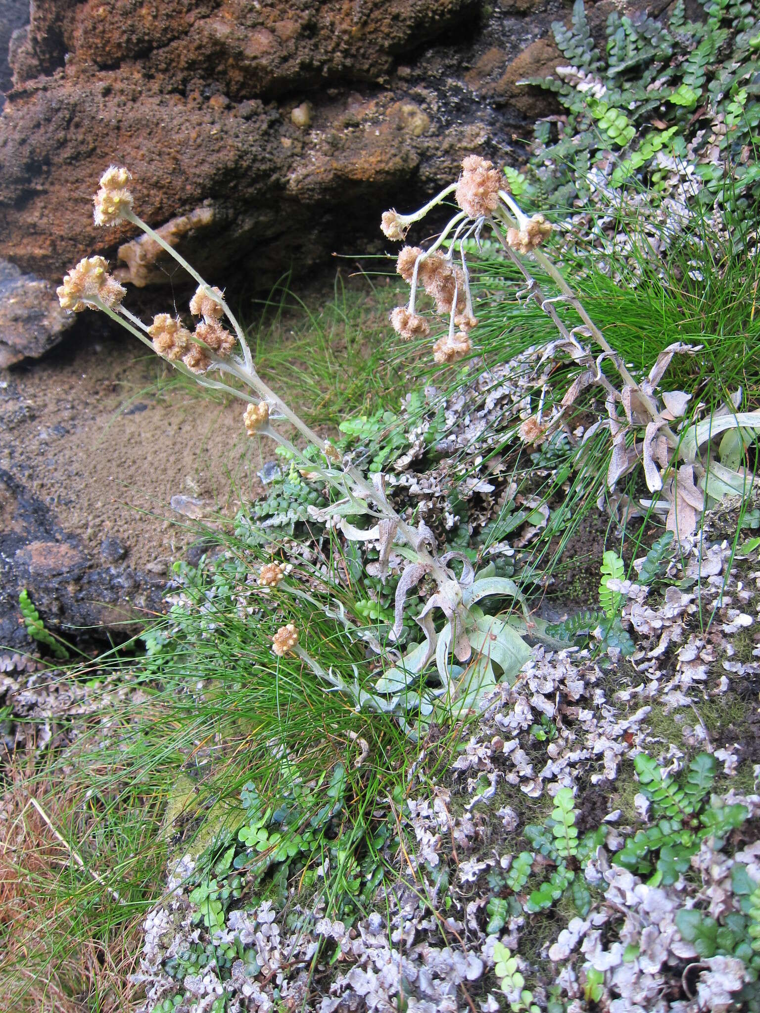 Image of Jersey cudweed