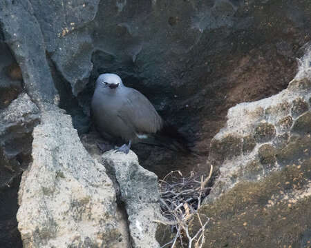 صورة Anous stolidus galapagensis Sharpe 1879