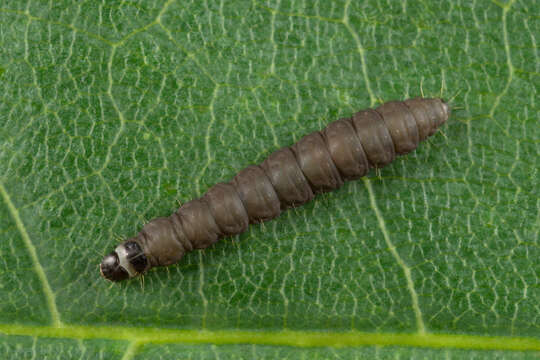 Image of Neofriseria peliella Treitschke 1835