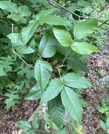 Image of eastern poison ivy