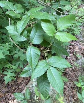 Toxicodendron radicans subsp. pubens (Engelm. ex Watson) Gillis的圖片