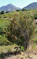 Image of hollyleaf buckthorn