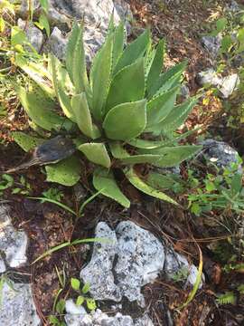 Image of Chamula agave