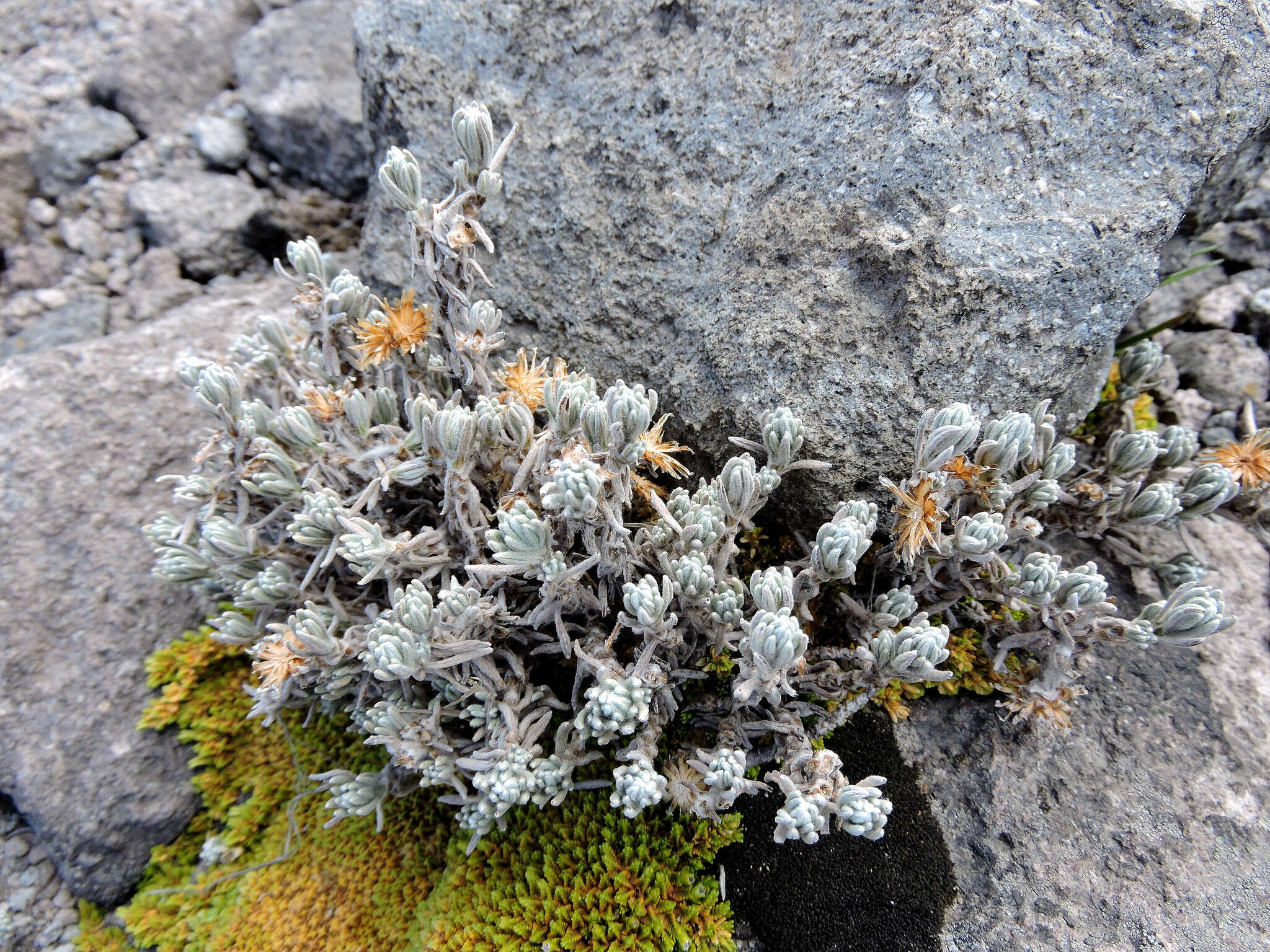 Image of Chionolaena lavandulifolia (Kunth) Benth. & Hook. fil.