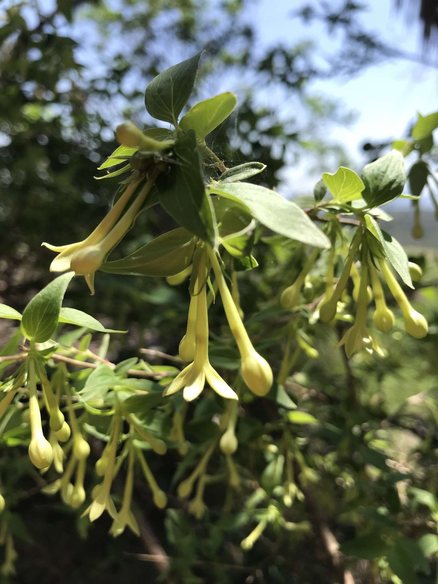 Image of Bouvardia multiflora (Cav.) Schult. & Schult. fil.