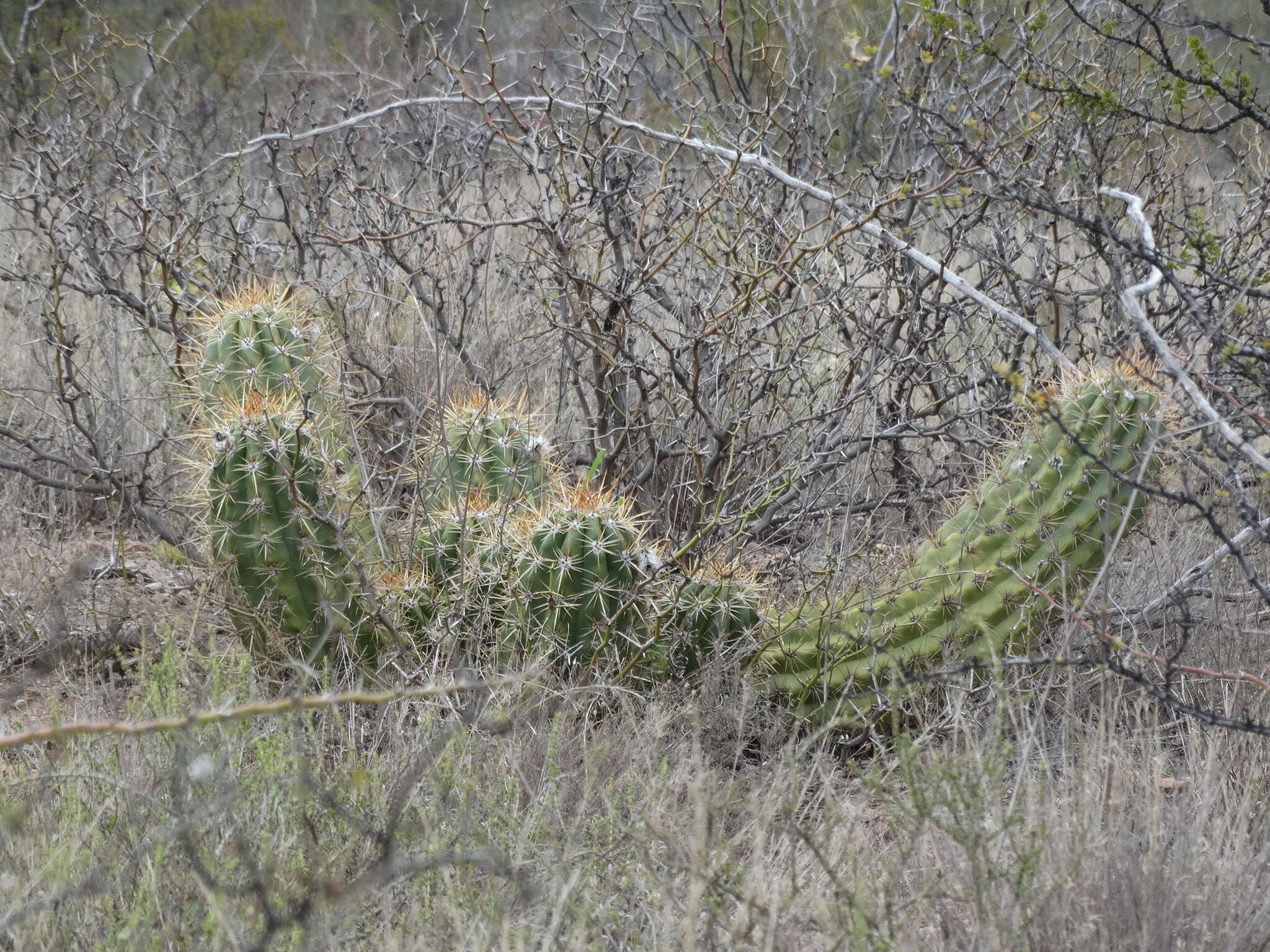 Echinopsis candicans (Gillies ex Salm-Dyck) D. R. Hunt的圖片