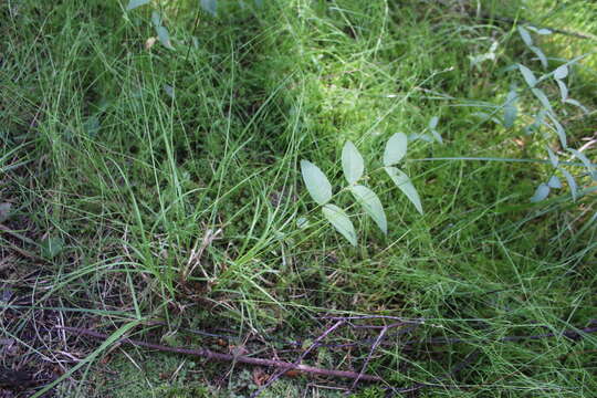 Image of Ryegrass sedge