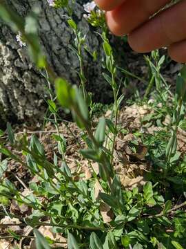 Image of Noccaea macrantha (Lipsky) F. K. Mey.