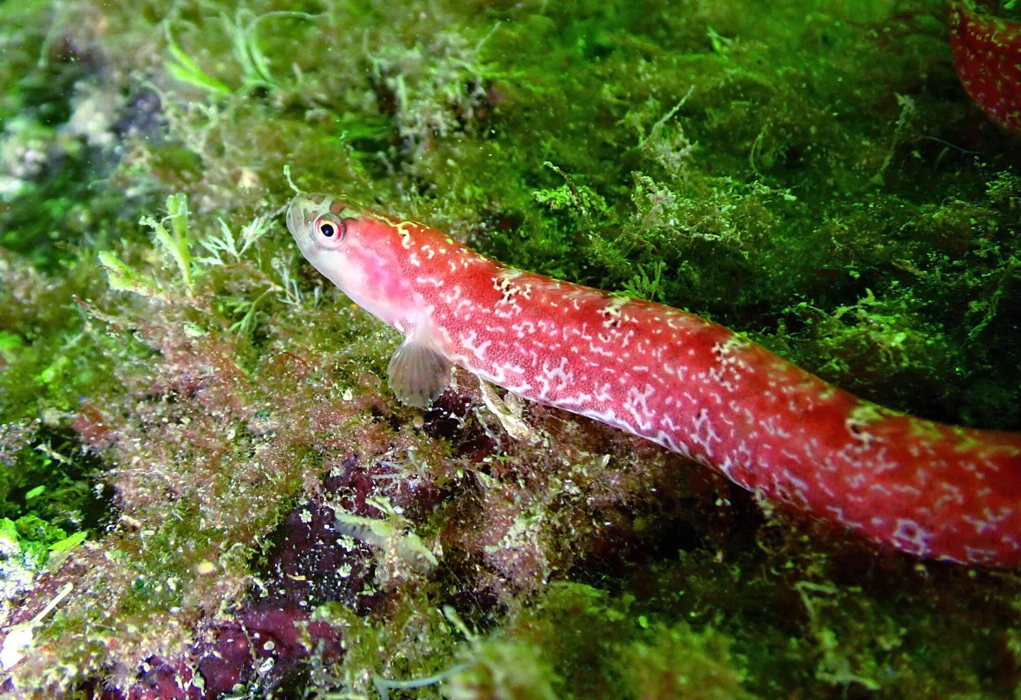 Image of Longfin gunnel